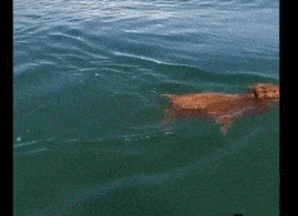 野猪海里游泳被拍：逆流而上 “狗刨”动作娴熟