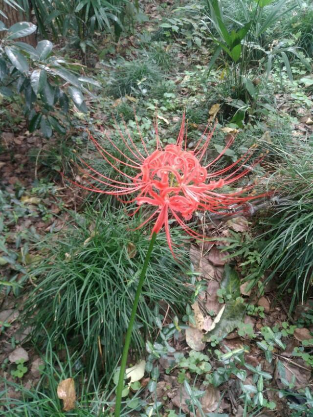 【校园留声机】花开不见叶，见叶花不开