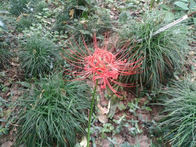 【校园留声机】花开不见叶，见叶花不开