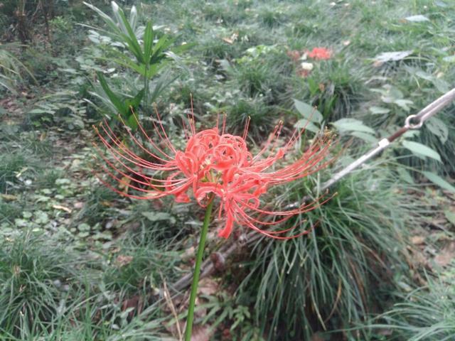 【校园留声机】花开不见叶，见叶花不开