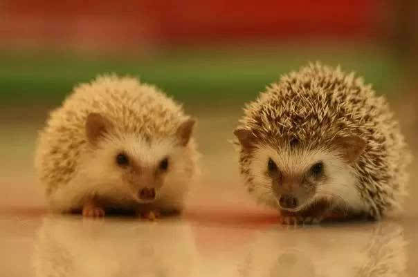 【历史看鉴视频】有能耐的人，这五种话就不会说，学到就是赚到