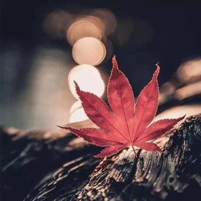 「校园留声机」我还是不找你了，免得你又笑话我离不开你