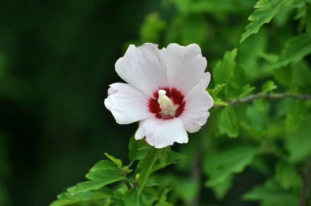 「校园留声机」我还是不找你了，免得你又笑话我离不开你