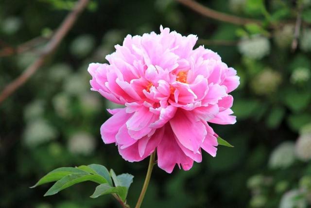 [美文鉴赏]幸福，藏在糊涂里