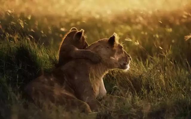 「校园留声机」谢谢你爱我，亲爱的弟弟