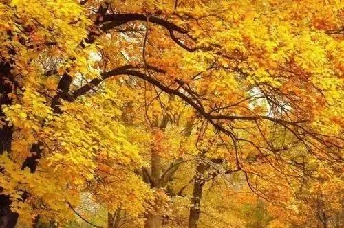 「校园留声机」谢谢你爱我，亲爱的弟弟