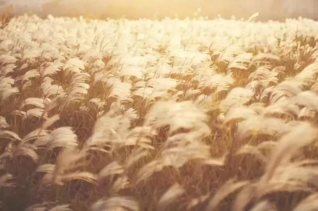 「校园留声机」谢谢你爱我，亲爱的弟弟