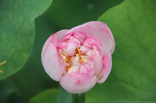 「校园留声机」谢谢你爱我，亲爱的弟弟