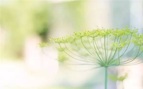 #狐狸未成妖1#取悦自己，才是人生最大的幸福