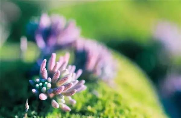 #狐狸未成妖1#取悦自己，才是人生最大的幸福