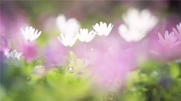 #狐狸未成妖1#取悦自己，才是人生最大的幸福