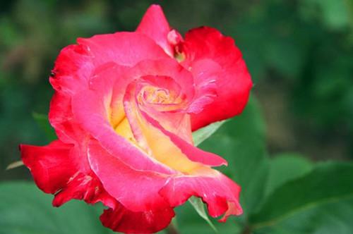 「芳芳的趣味世界」有些人，有些事，该放手就要放手