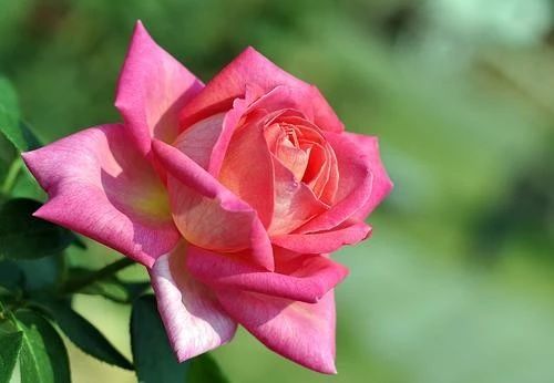 【天天励志正能量】人生不易有时候，必须做自己的英雄