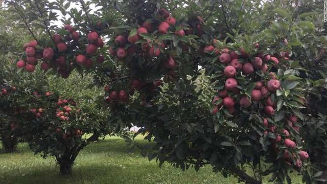 美国小偷从果园一次偷了5万个苹果 价值大约19万元