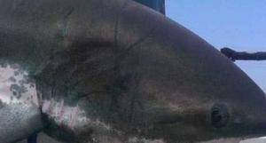 男子耗时2小时钓到长3.8米重270斤长尾鲨，拍照后放回大海