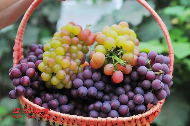 原创 2019年辽宁迎来葡萄大丰收，哪个葡萄品种最好吃