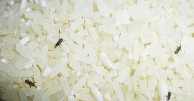 米放久了会有虫子，那么问题来了，那些虫子都是哪里来的呢？