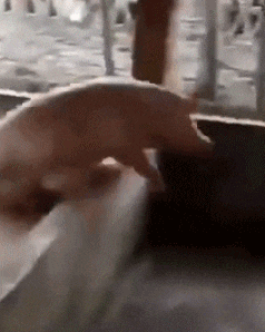 【枫桥i过客】运气永远比努力更重要，这幸亏是接着了，要不然就惨了