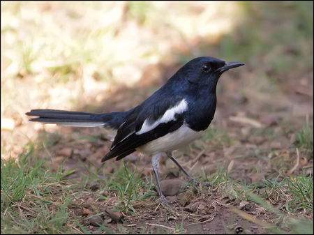 [讲故事的女人]俗语“好鸣之鸟懒作窝，多鸣之猫捕鼠少”啥意思？说的有道理？