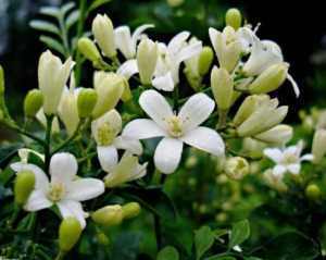 【华云头条】好好珍惜纯洁的心灵