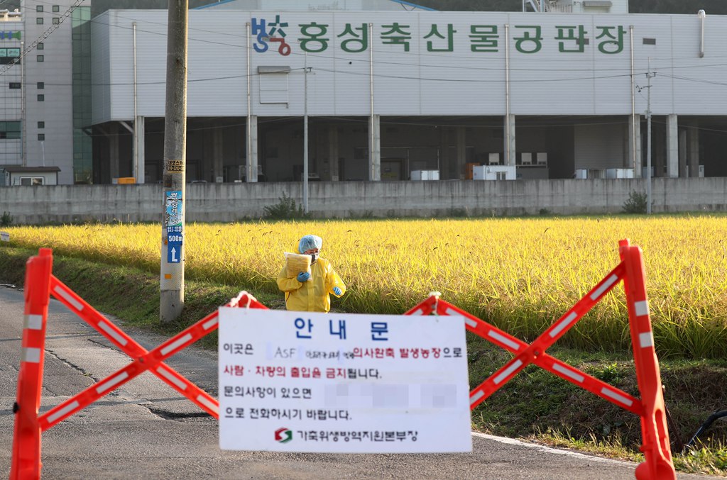 韩国洪城一屠宰场现疑似猪瘟病例 防疫人员控制进出口