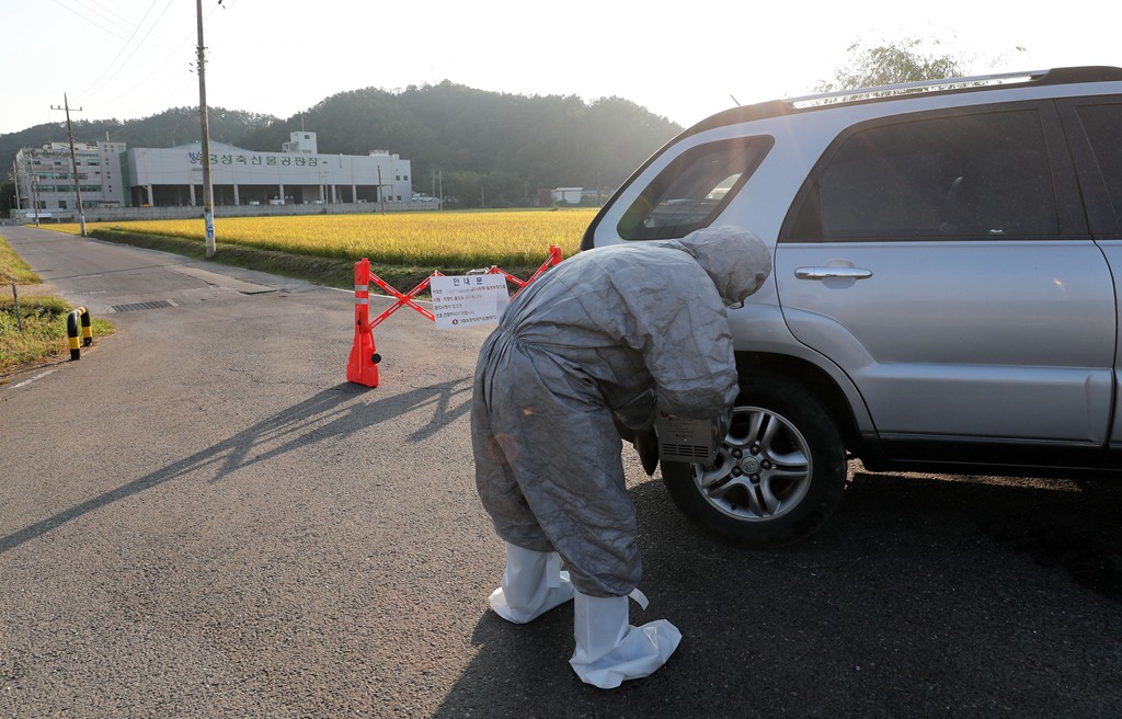 韩国洪城一屠宰场现疑似猪瘟病例 防疫人员控制进出口
