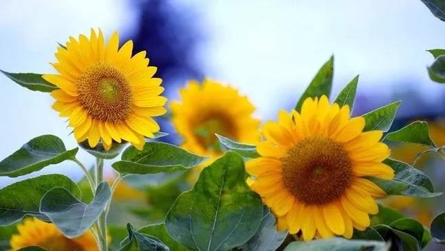 心理观察家■微笑向暖，做一个快乐的人。