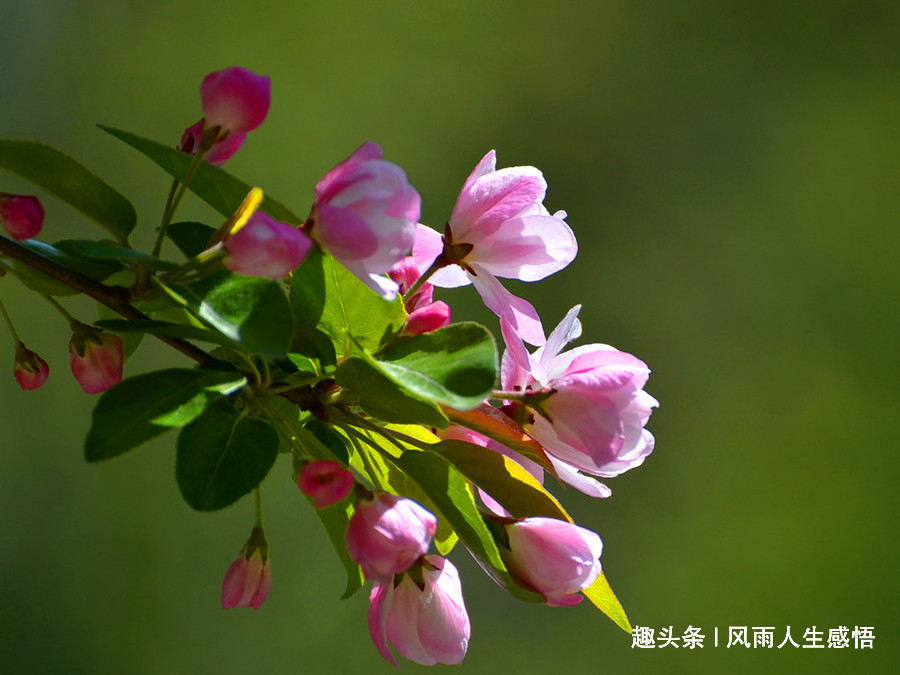 [风雨人生感悟]地球没有了你，照样转不停；但你不努力，面临的是随时被代替