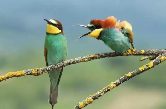 【赶海的丹丹】语言如刀，学不会好好说话，家庭关系犹如“沉没的巨轮”