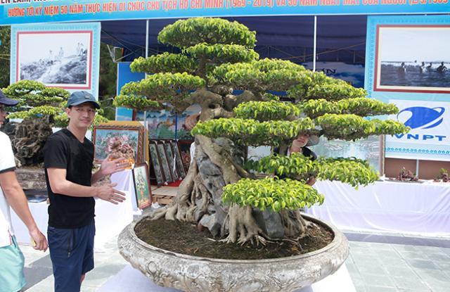 男子10年前买到一棵树龄上百年的盆景树，如今价格超过700万