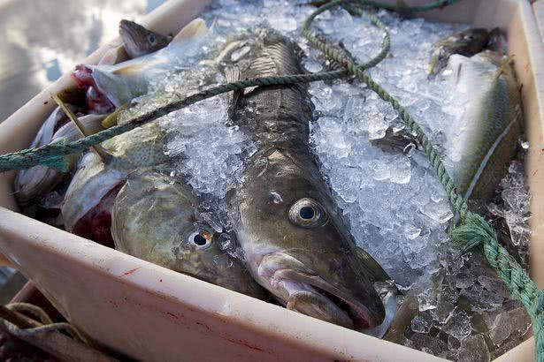 英国传统美食炸鱼薯条或成绝唱 气候变化导致鳕鱼数量下降六成