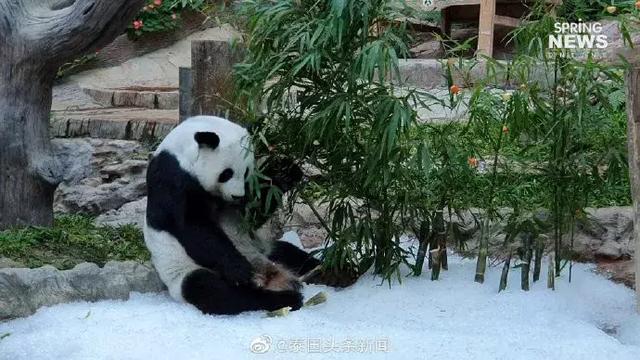 清迈动物园庆祝大熊猫“林慧”18岁生日
