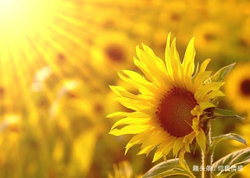 「你我情感」你我情感语录：请记住，快乐的人不是没有痛苦，而是不会被痛苦所