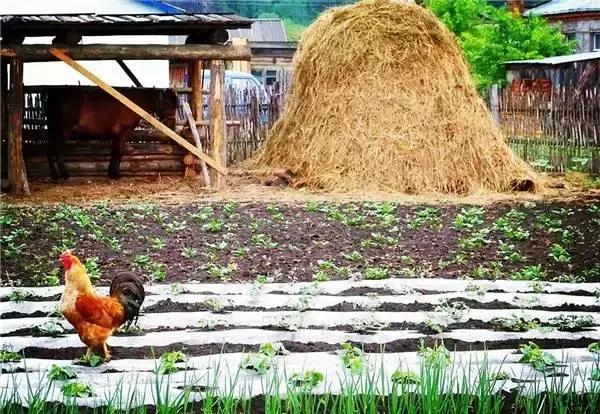 「糖果儿」这就是我向往的生活，太美啦