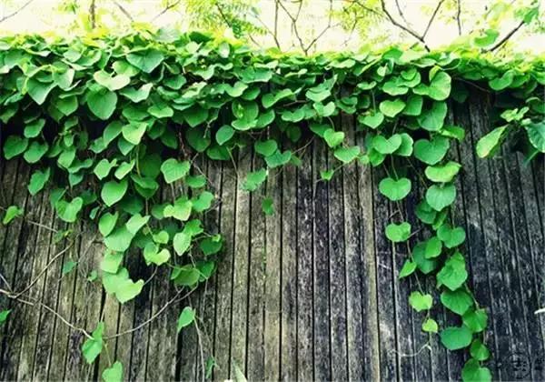 「糖果儿」这就是我向往的生活，太美啦