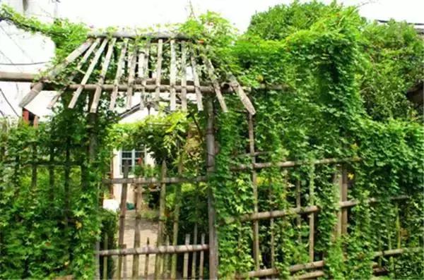 「糖果儿」这就是我向往的生活，太美啦