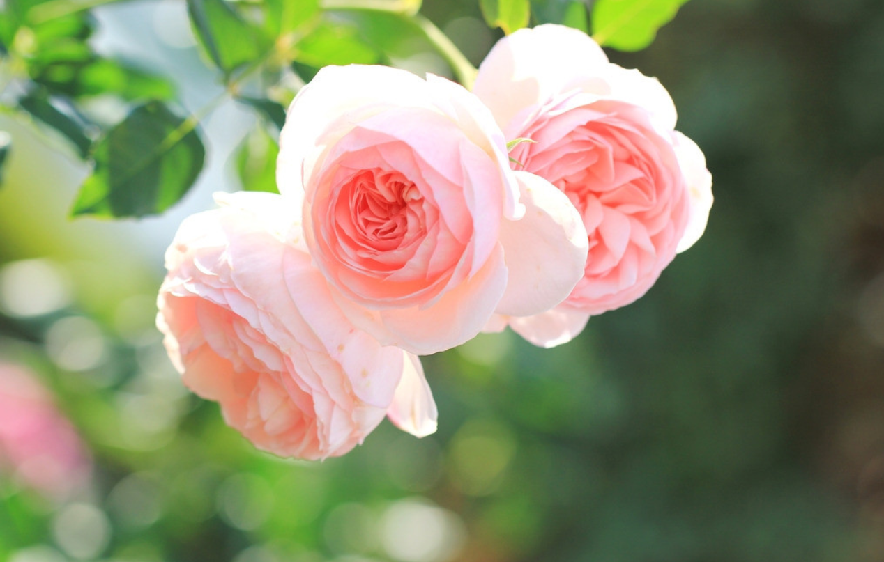 「情感福音阁」宁与人共醉、不要我独醒，勿与令你才华失色的人为伴