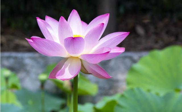 「柠檬美文」我只珍惜两种人！