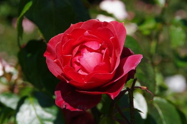 「柠檬美文」我只珍惜两种人！