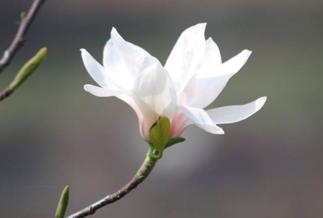 「柠檬美文」我只珍惜两种人！