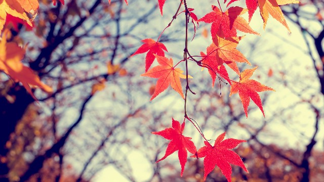 峰扬讲情感@几条伤感的句子，句句经典至极，总有一句说到你的心里