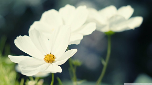 讲娱乐的本敏：对生活很丧的句子，简短经典，看完受益良多