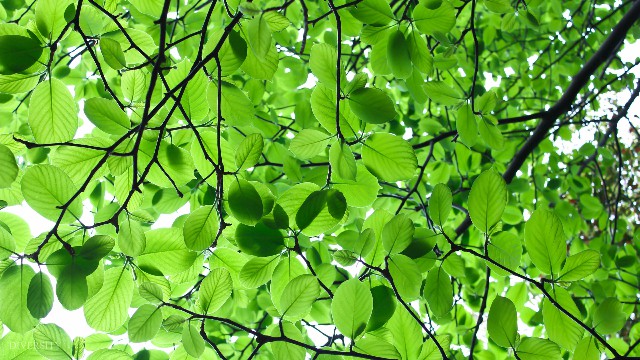 【青源讲娱乐】适合微商发的心情语录，句句触动泪点，你中意哪一句话