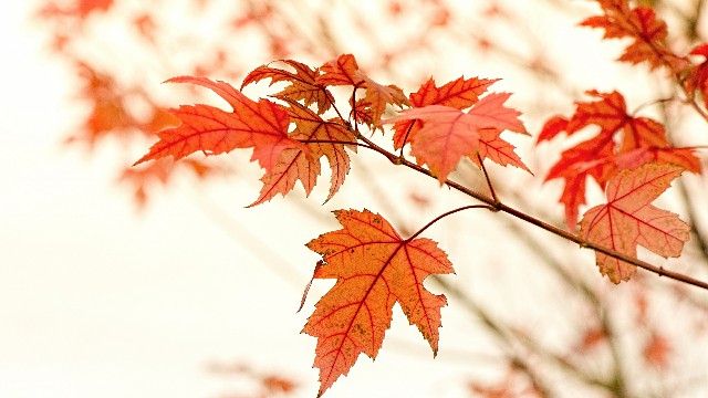 #哲姝讲八卦#人生感悟唯美的句子，句句藏着心事，哪一句说到了你心里