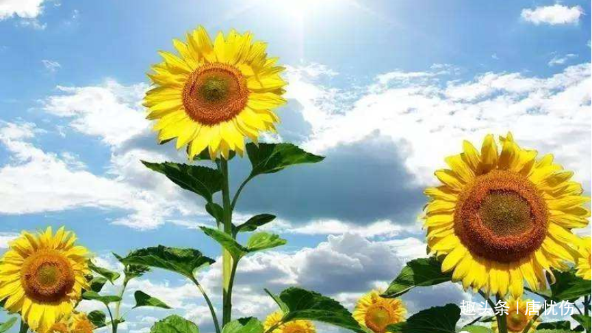 [唐忧伤]一个人被人看不起时，记住三句话，好运自然来