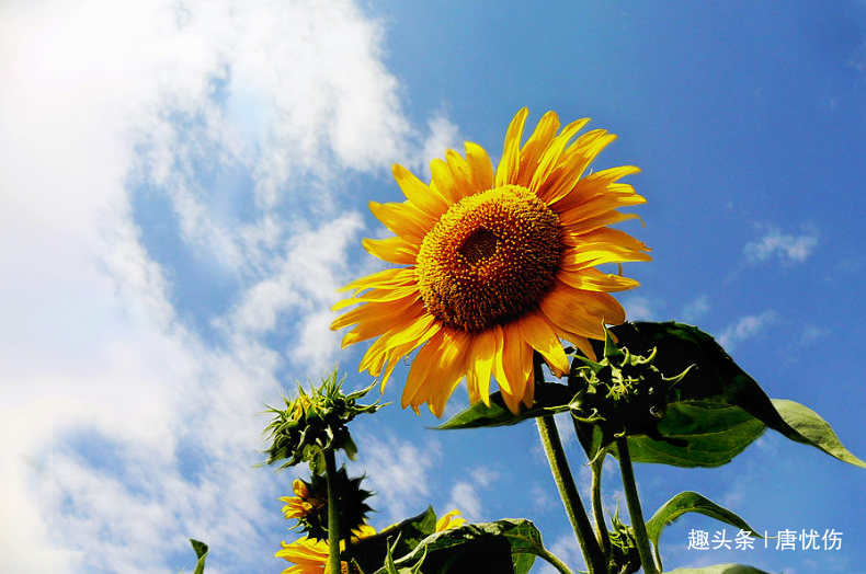 [唐忧伤]一个人被人看不起时，记住三句话，好运自然来