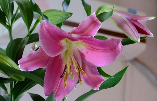 「自在飞花红」人的好运气，从哪里来