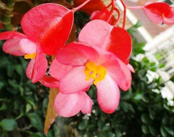 「道与欢同学」有梦就去追，莫要随随便便能成功