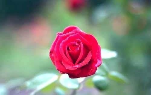 【老蒋书房】做“糊涂人”，做开心人，难