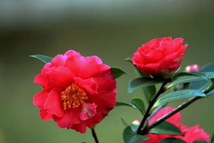 【依鱼】使口不如自走，求人不如求己